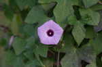 Cotton morning-glory